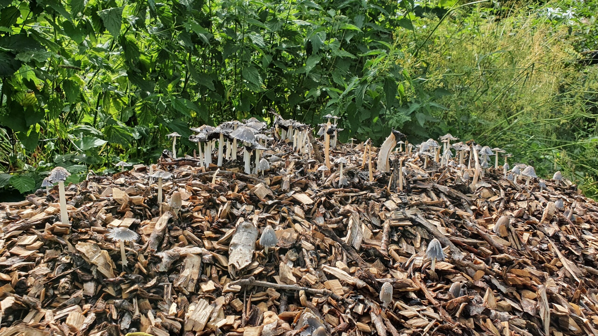 Paddenstoelen op houtsnippers bij biomeiler